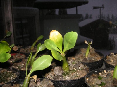 Brighamia insignis 005.JPG