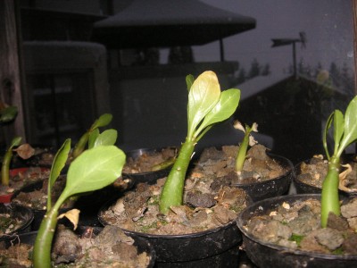 Brighamia insignis 002.JPG