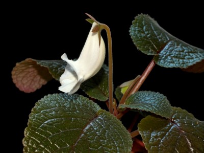 Sinningia eumorpha (3).jpg