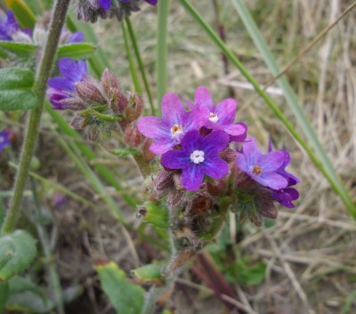 Gemeine Ochsenzunge (Anchusa officinalis).jpg