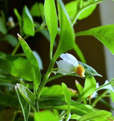 Solanum pseudocapsicum Winter.JPG