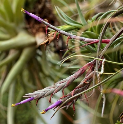 Tillandsia baileyi (1).jpg