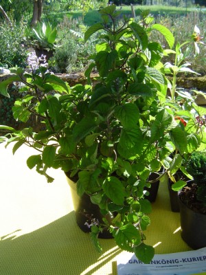 Plectranthus zuluensis  (2).JPG