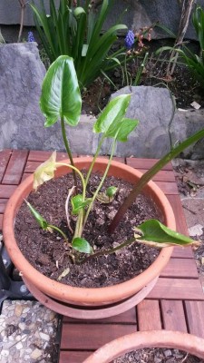 2016-04-04_callas.jpg