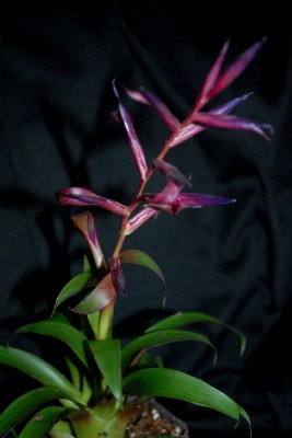 Tillandsia16 006pp.jpg