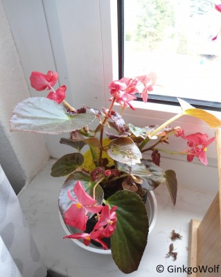 Begonia_april2016 (1).JPG