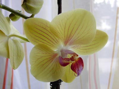 Phalaenopsis Anthura Gold...JPG