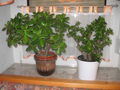 Crassula.JPG