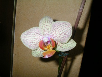 Phalaenopsis lucyna.JPG