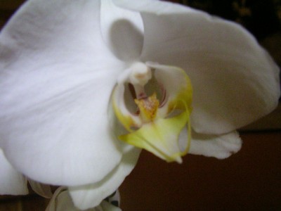 Orchideen 006.JPG