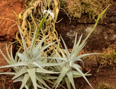 Tillandsia arequitae (2).jpg