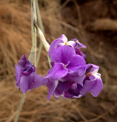 Tillandsia reichenbachii (2).jpg