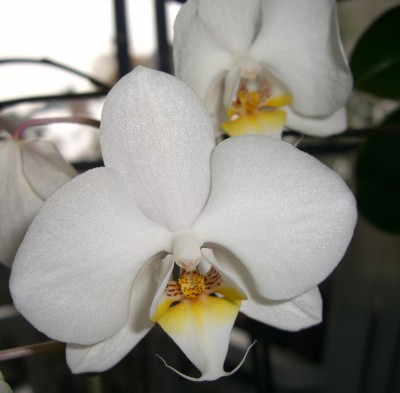 Phalaenopsis leucorhoda9.JPG