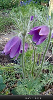 pulsatilla.jpg