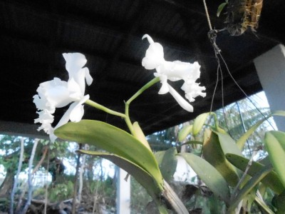 White Cattleya.jpg