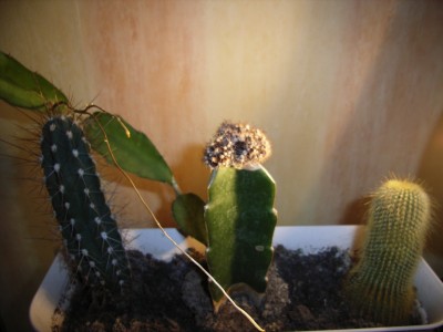 kaktus 002.jpg