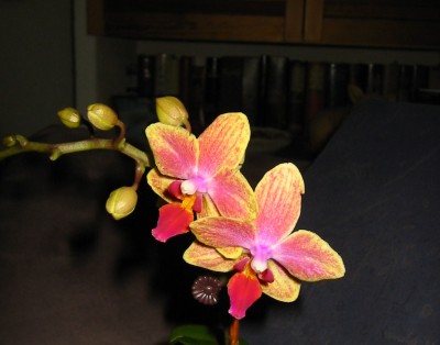 Orchidee7.JPG