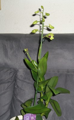 Dendrobium phalaenopsis Emma.JPG