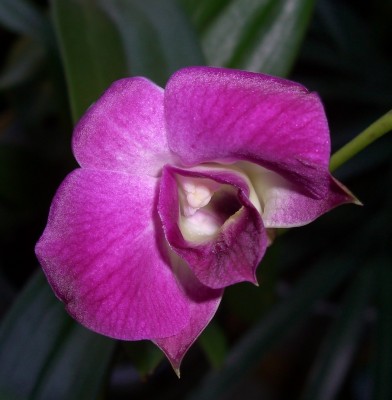 Dendrobium phalaenopsis (4).JPG