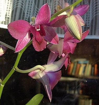 Dendrobium compactum. violett.JPG