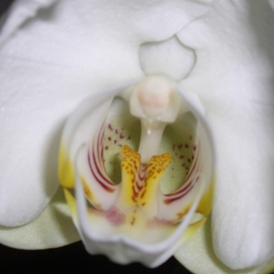 Phalaenopsis Hybride1.JPG