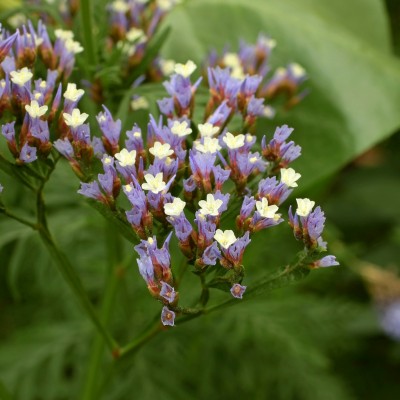 Limonium arboreum (3).jpg