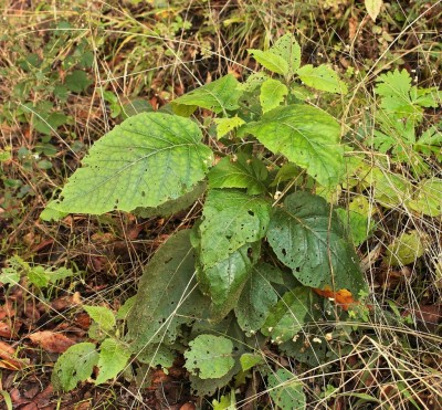 Crambe strigosa (1).jpg