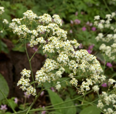 Crambe strigosa (3).jpg