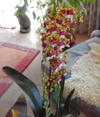 Orchidee - Oncidium Miltonidium Hawaiian Sunset.JPG