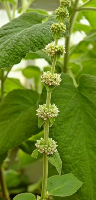 Sideritis canariensis (2).jpg