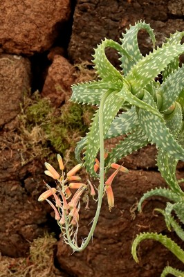 Aloe squarrosa (1).jpg