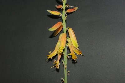 Aloe spec-002.jpg