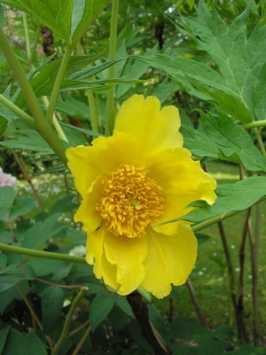 lutea.JPG