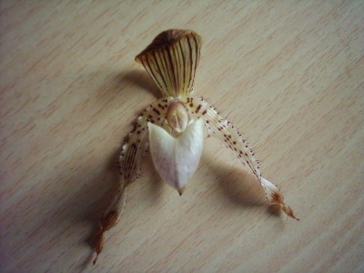 Papfiopedilum Blüte (2).JPG