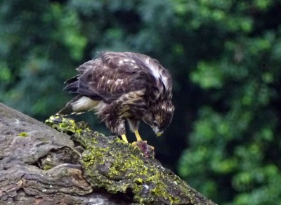 K1024_Buteo 9.JPG