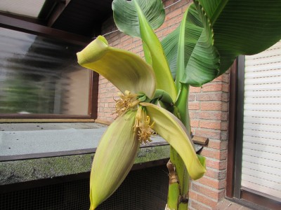 Bananen 16 002.JPG