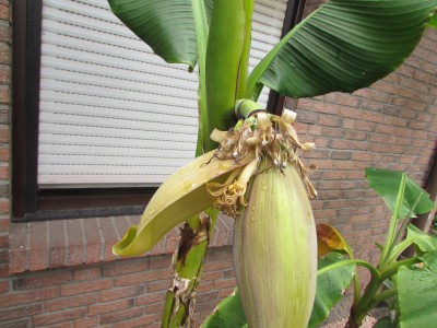 banane 17 001.JPG