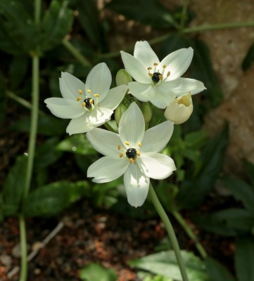 Ornithogalum arabicum (1).jpg