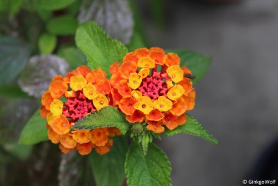 Lantana_2016_07_15 (2).JPG