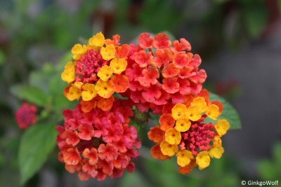 Lantana_2016_07_15 (3).JPG