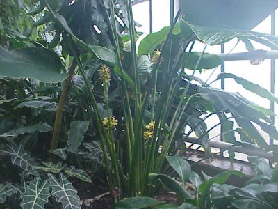 Calathea.jpg