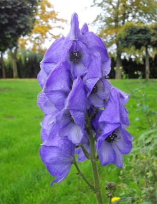 Herbst-Eisenhut (Aconitum carmichaelii).JPG