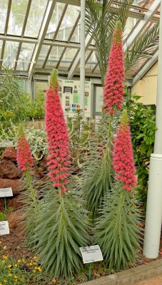 Echium wildpretii (3).jpg