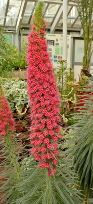 Echium wildpretii (4).jpg