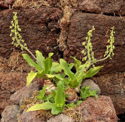 Ledebouria concolor (2).jpg