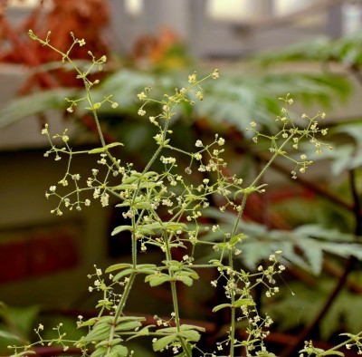 Galium scabrum (1).jpg