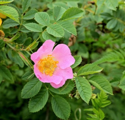 Rosa marginata (1).jpg