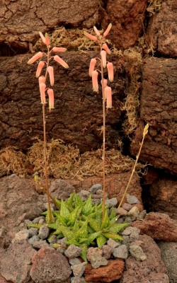 Aloe jucunda (2).jpg