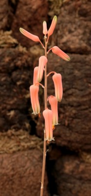 Aloe jucunda (3).jpg