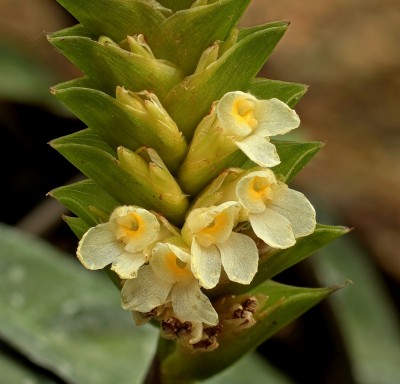 Ctenanthe burle-marxii (2).jpg